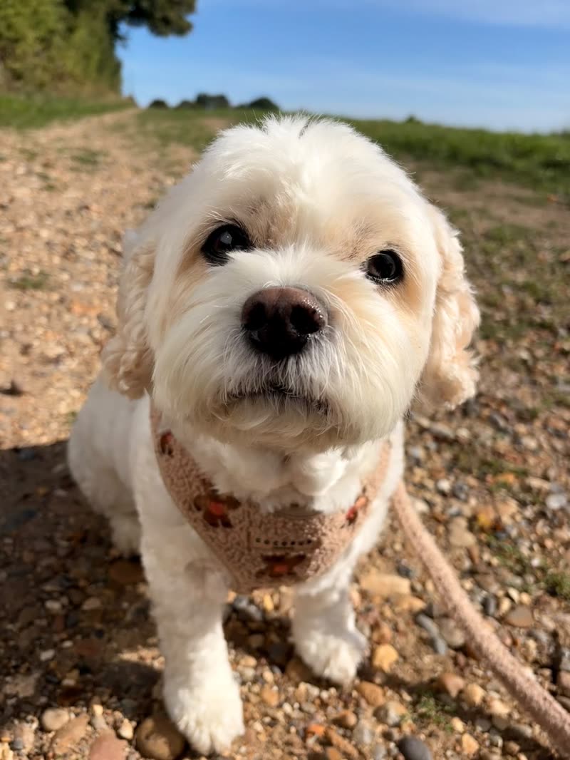 A cream cockapoo puppy on a lead on a gravel path under a blue sky