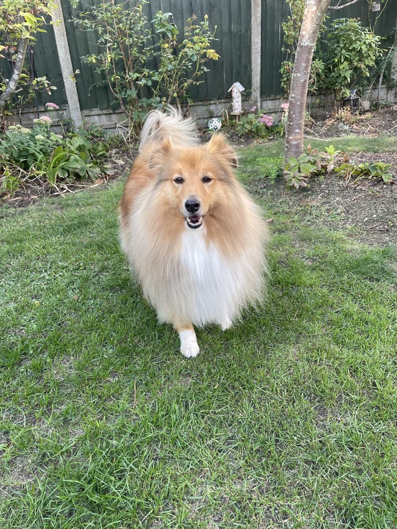 A sable Shetland sheepdog in a garden in front of a fence and shrubs