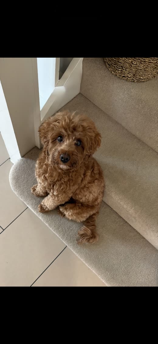A small apricot toy poodle sitting indoors on a carpeted stair