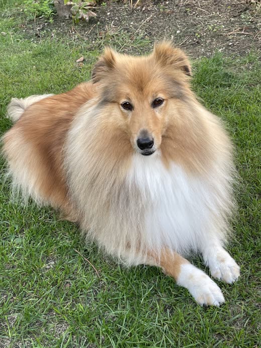 A fluffy sable-and-white Shetland sheepdog lying on a green lawn